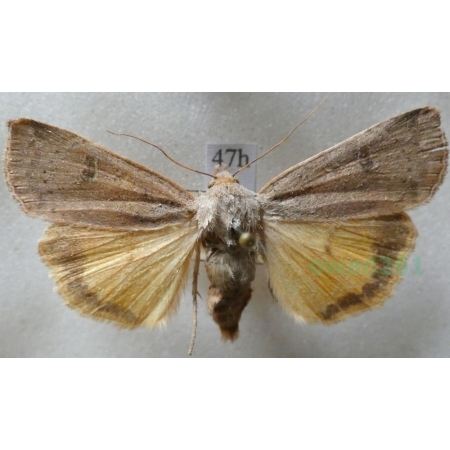 Noctua comes Hübner, 1813 Rolnica komes Czech47h